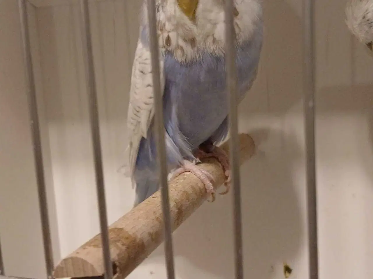 Billede 8 - 1 par Engelske undulater 