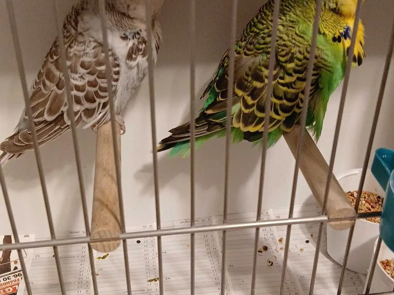 Billede 6 - 1 par Engelske undulater