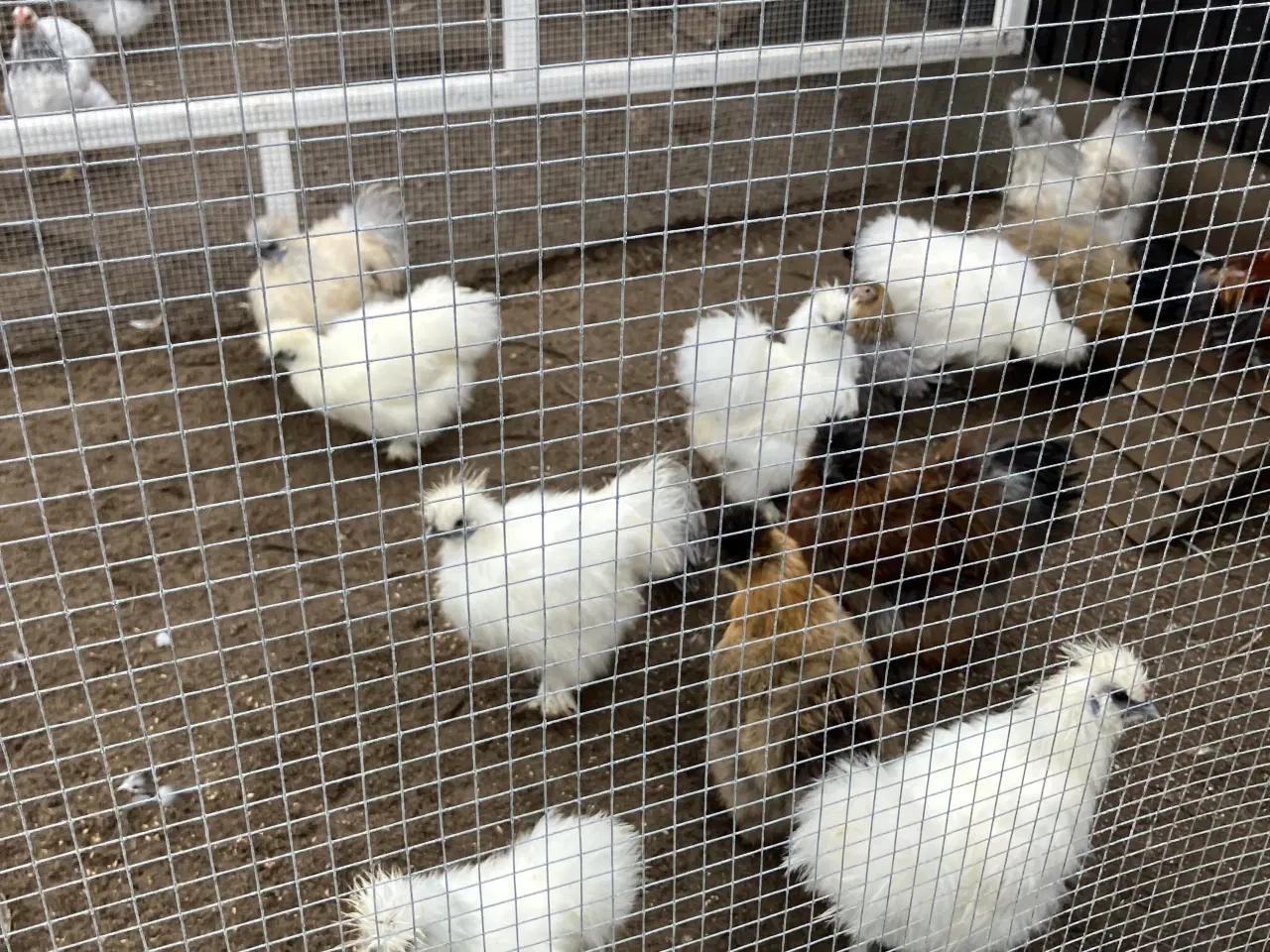 Billede 1 - Silke kyllinger