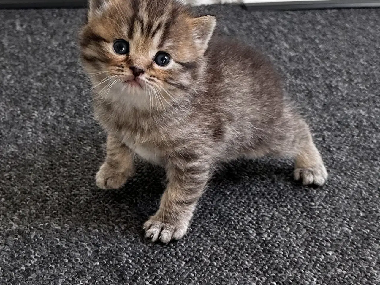 Billede 10 - British shorthair killinger søger hjem