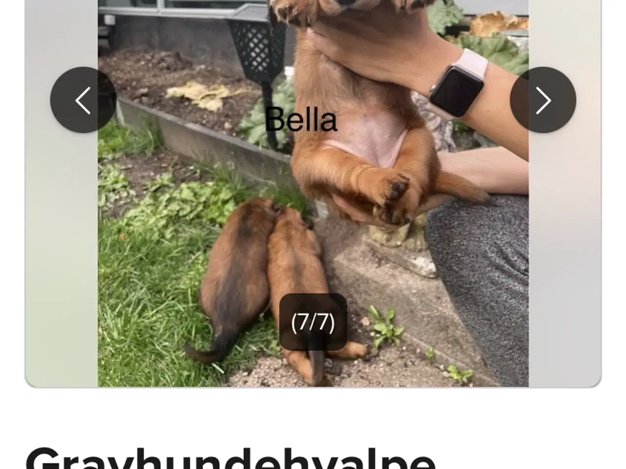 Billede 1 - Langhåret gravhund standard 