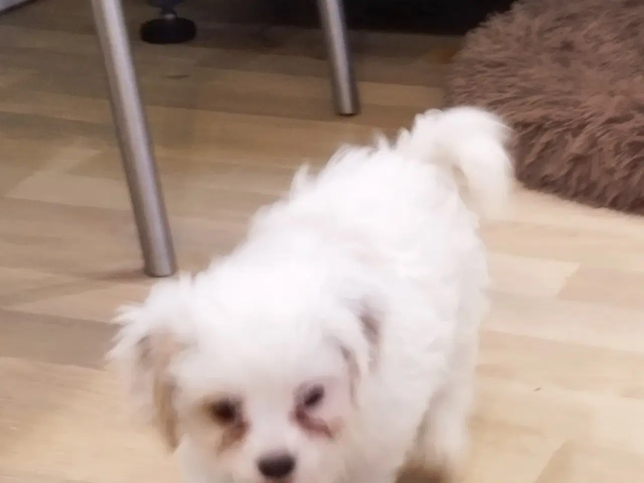 Billede 5 - Coton de tulear bl