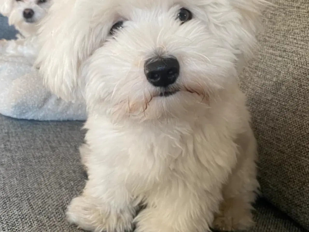 Billede 5 - Coton de tulear hvalpe