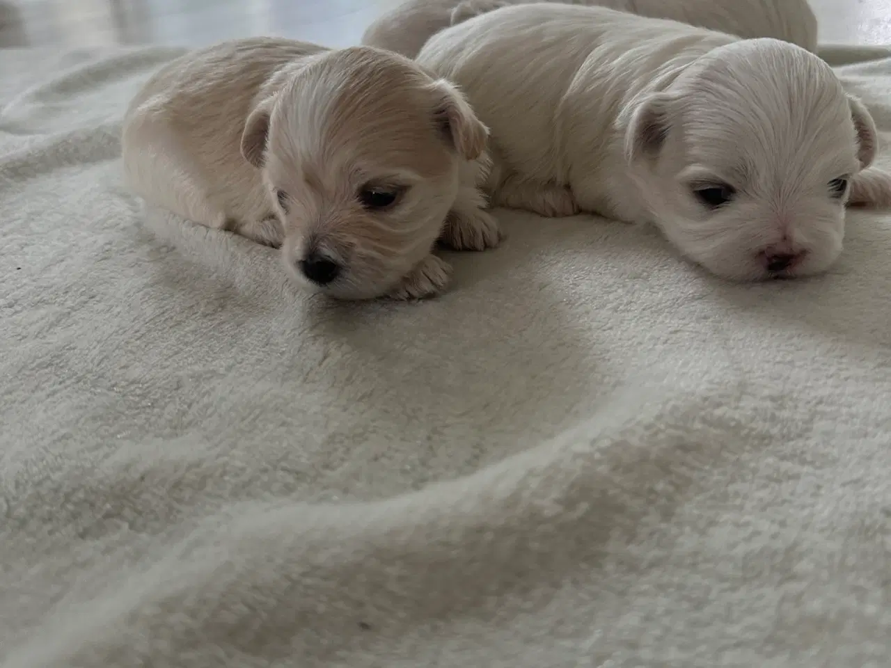 Billede 1 -  🐶 Boomer hvalpe 🐶 