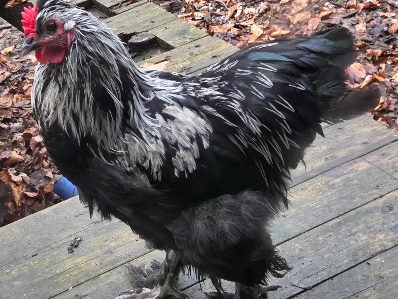 Billede 2 - Hane sort og hvid med fjer på benene