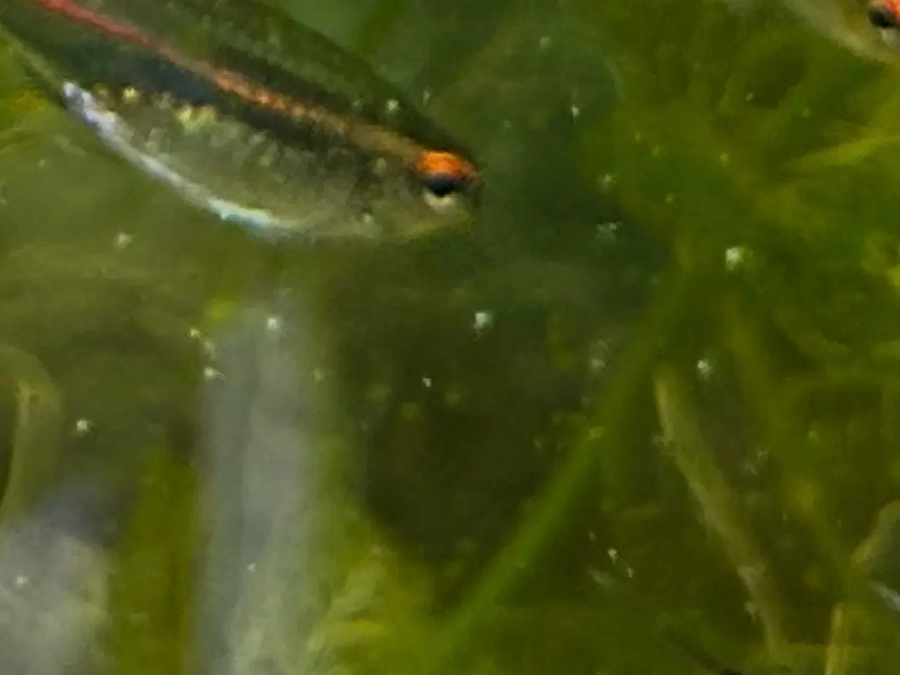 Billede 2 - 🐠 Glødelys Tetra – flotte, sunde stimefisk ✨