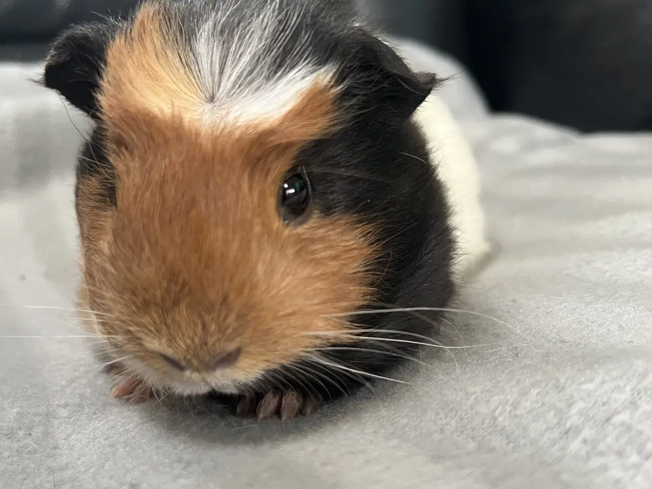 Billede 2 - Smuk marsvineunge, han