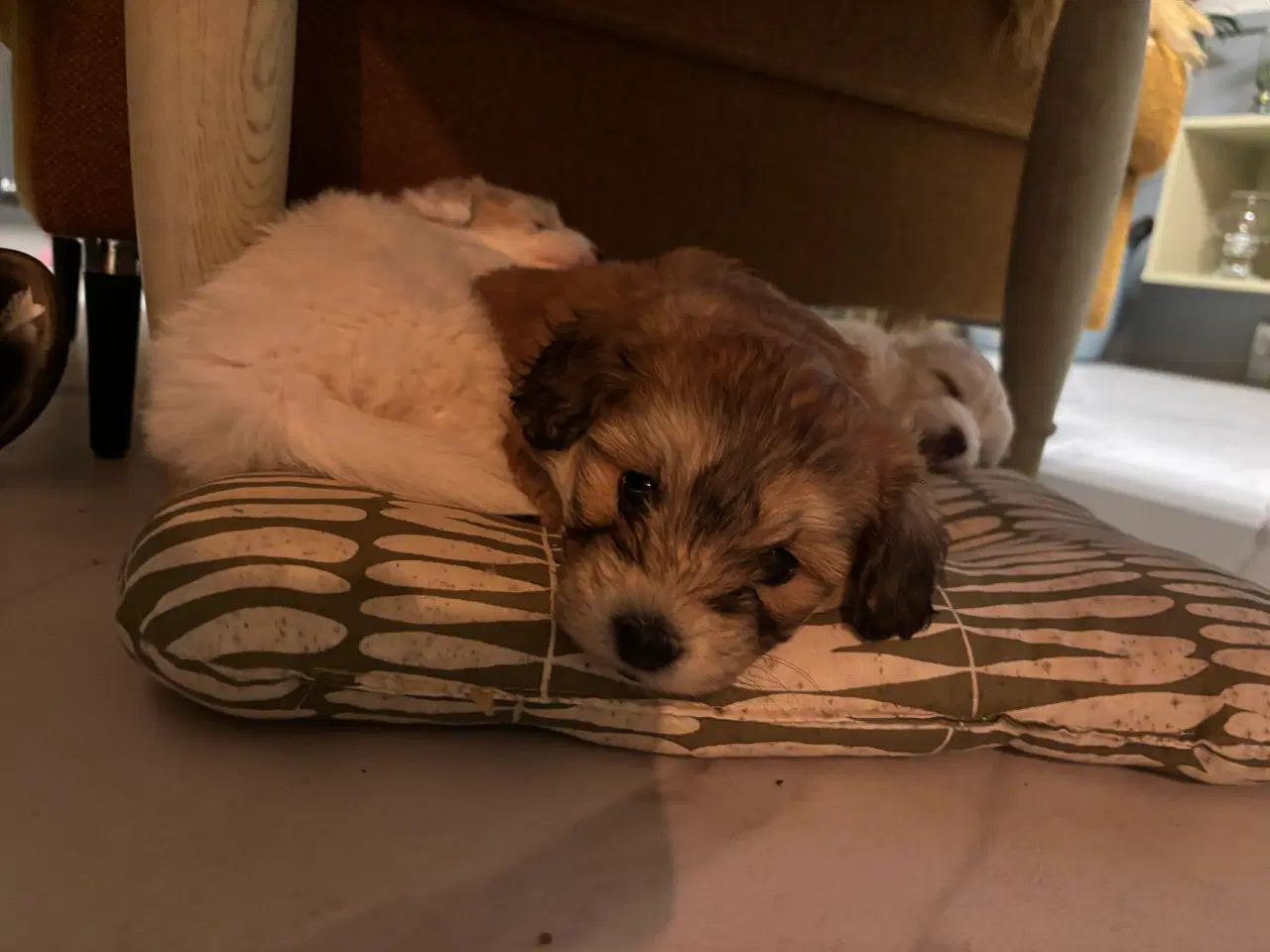 Billede 18 - Cottonpoo eller potton hvalpe