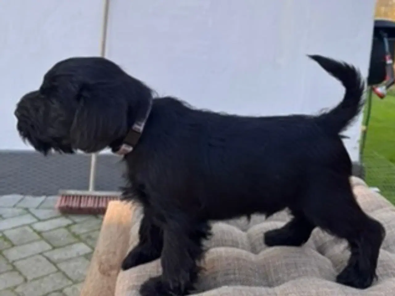 Billede 3 - Dværgschnauzer hvalpe – klar til nyt hjem 15/11-20