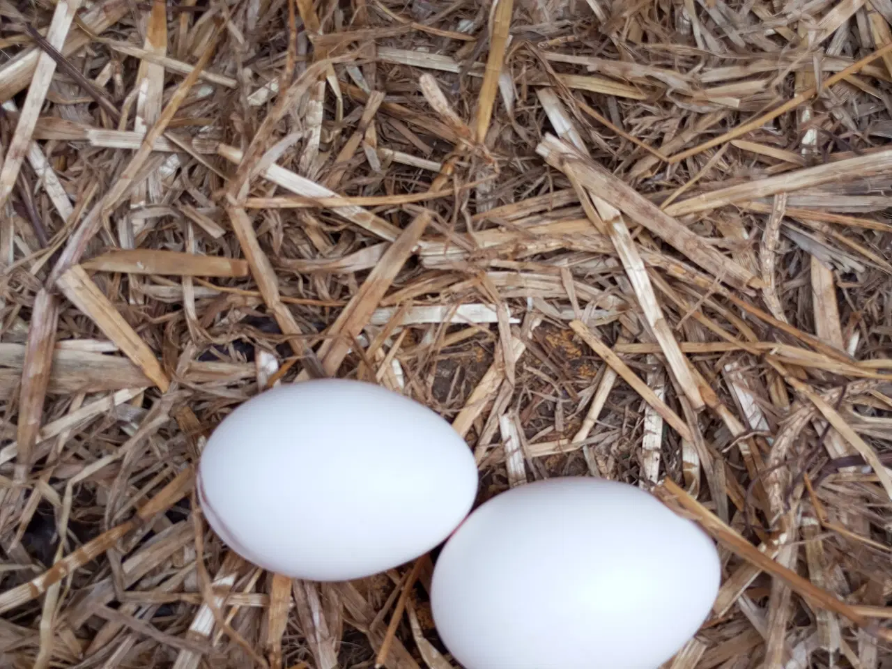 Billede 5 - Minorka rugeæg stor race