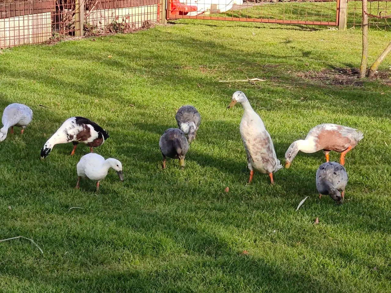 Billede 3 - Løbeænder