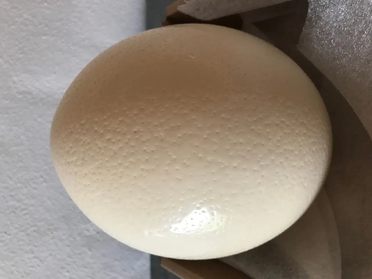 Billede 1 - Udstoppet strudseæg 