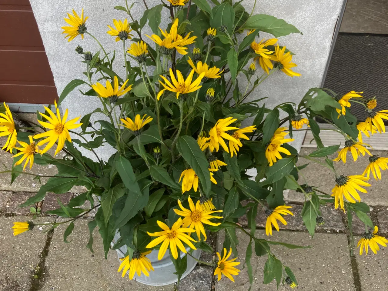 Billede 10 - Jordskokker 6 sorter alle vinterhårdfør