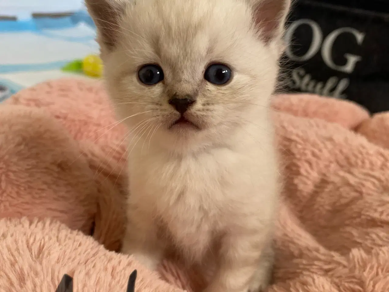 Billede 2 - Smukke og kærlige killinger-scottish fold blanding