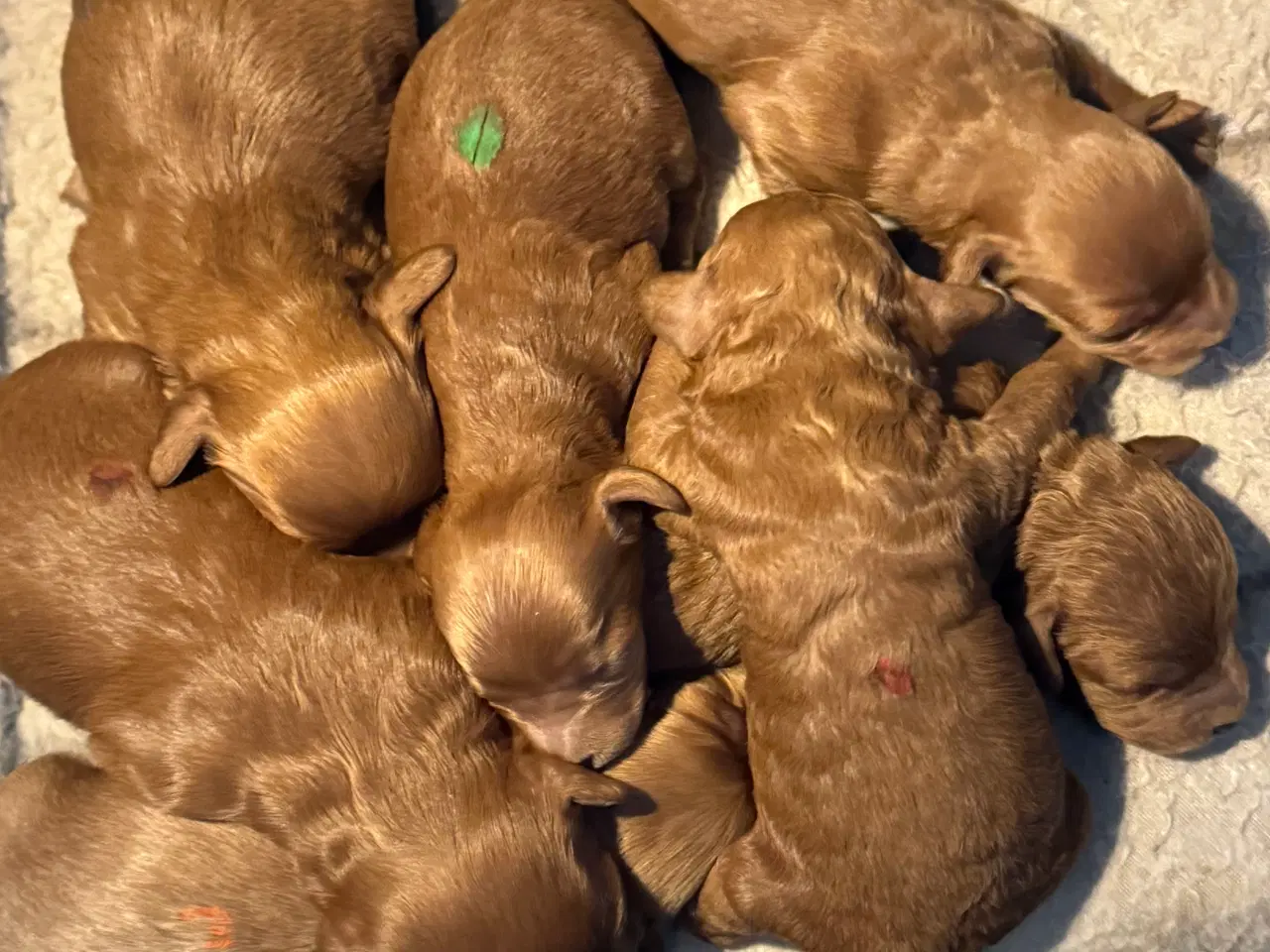 Billede 6 - Maltipoo til efterårs ferien ?