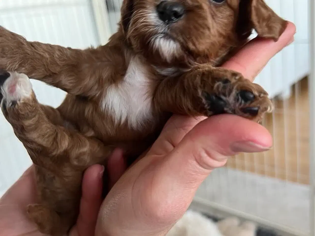 Billede 6 - Cavapoo F1