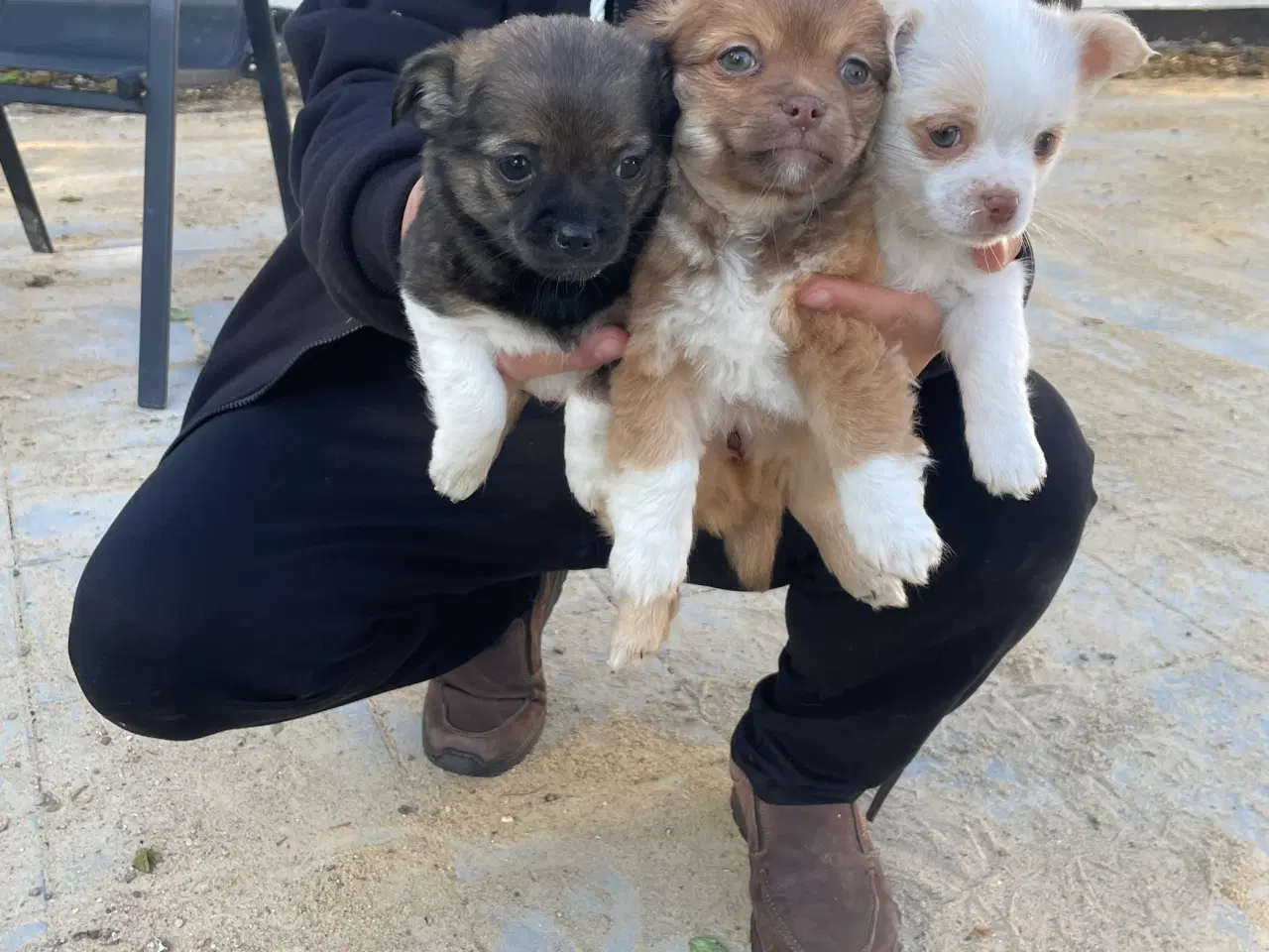 Billede 2 - Chihuahua hvalpe