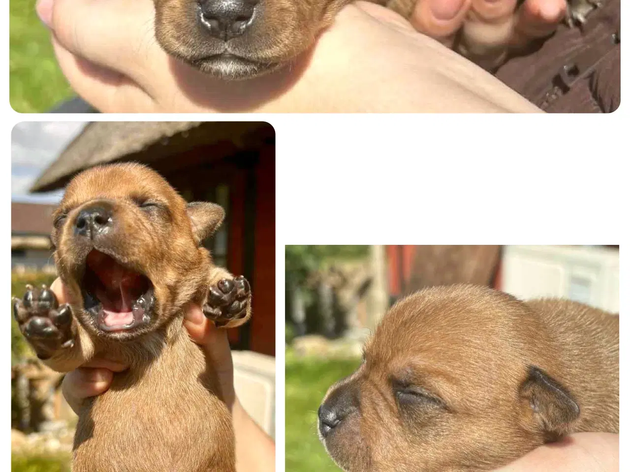 Billede 4 - Staffordshire Bull Terrier hvalpe med DKK tavle