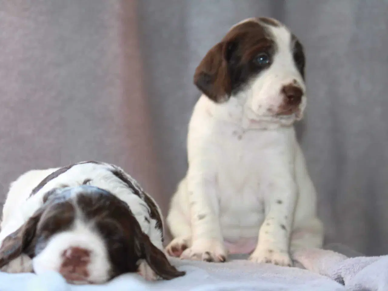 Billede 3 - Dansk svensk gårdhund/Ft. Cocker spaniel