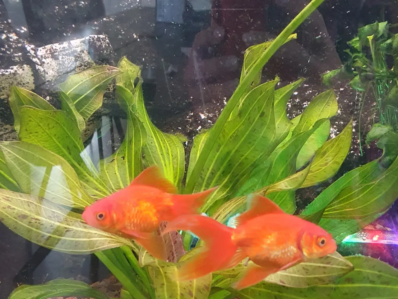 Billede 2 - Guldfisk orange, ca 8-9 cm med hale. 