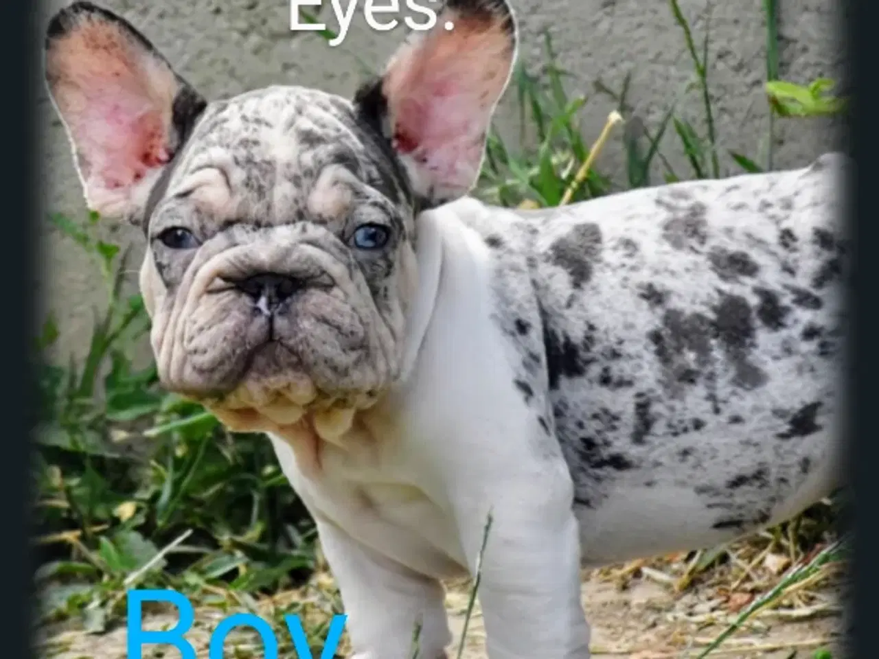 Billede 6 - Fransk bulldog 