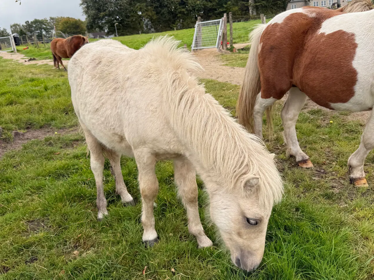 Billede 3 - Palomino shetlænder 