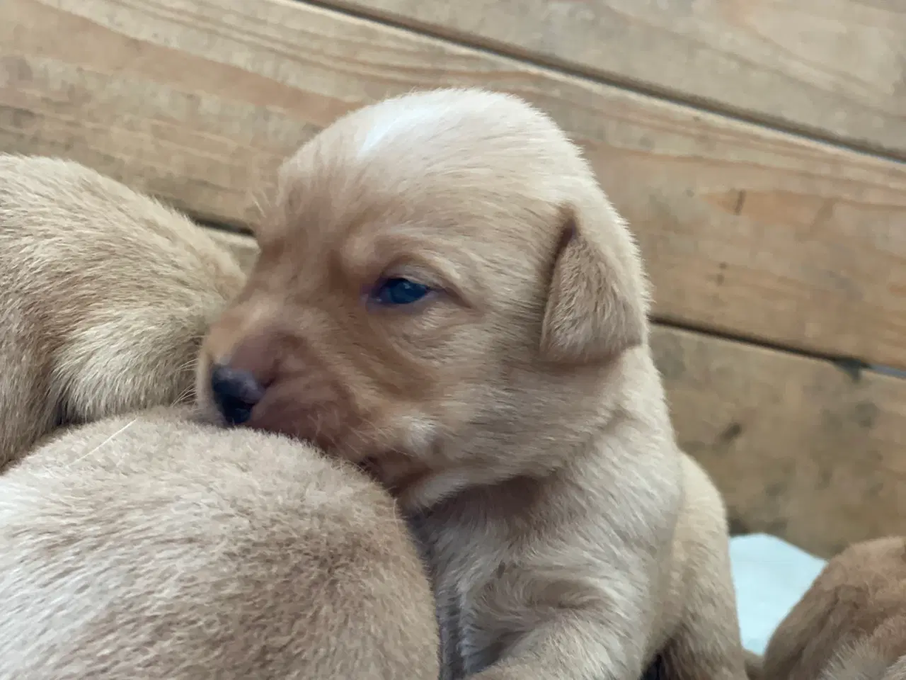 Billede 3 - Labrador formel 1 hvalp, Foxred
