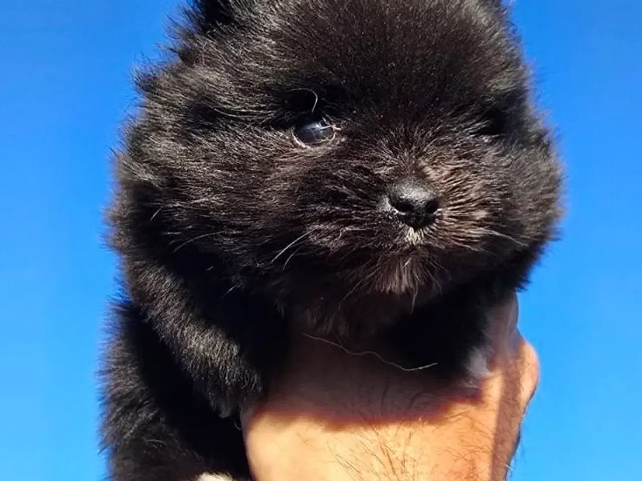 Billede 5 - Pomeranian 