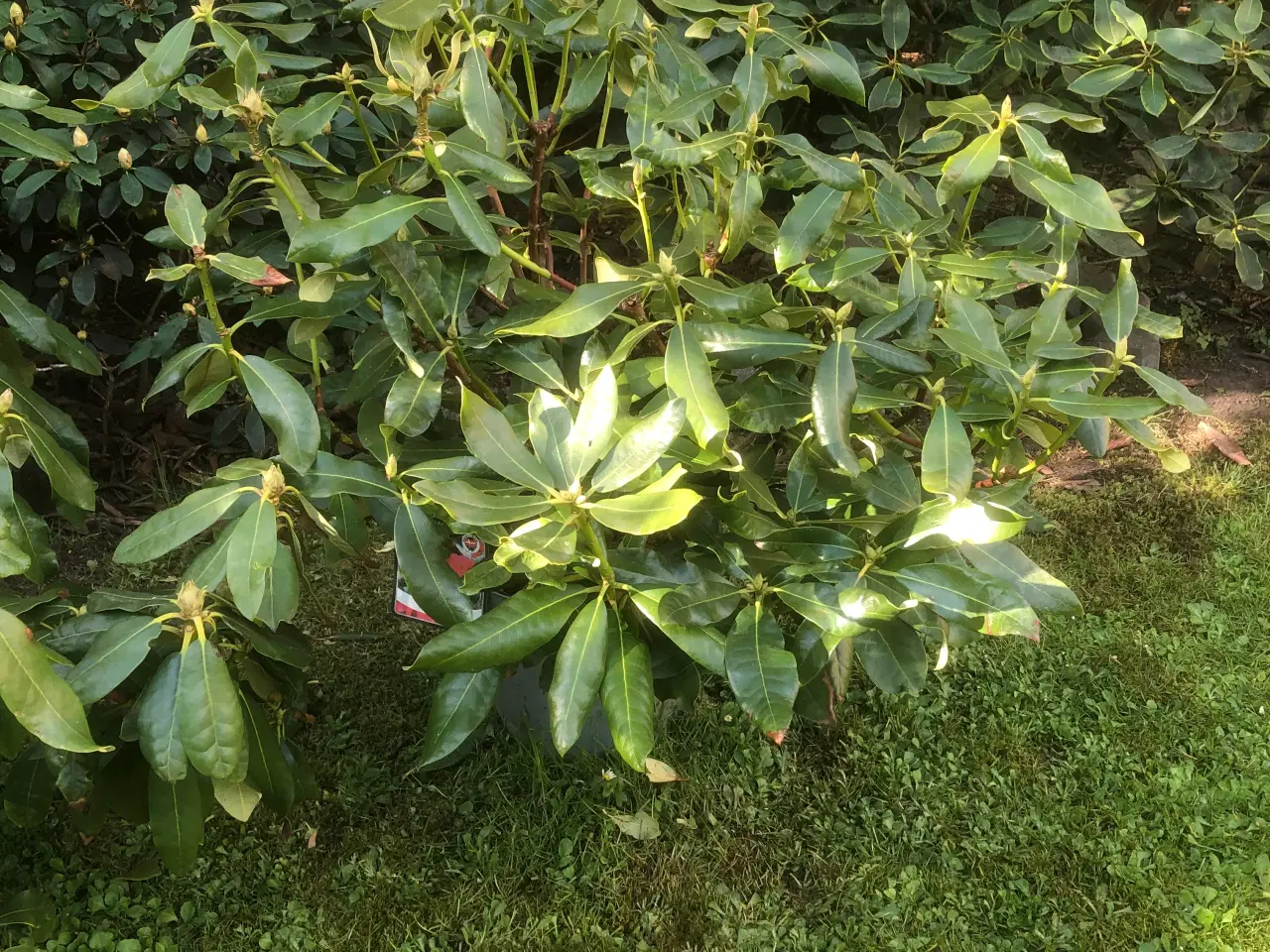 Billede 2 - Rhododendron R. Nova Zembla