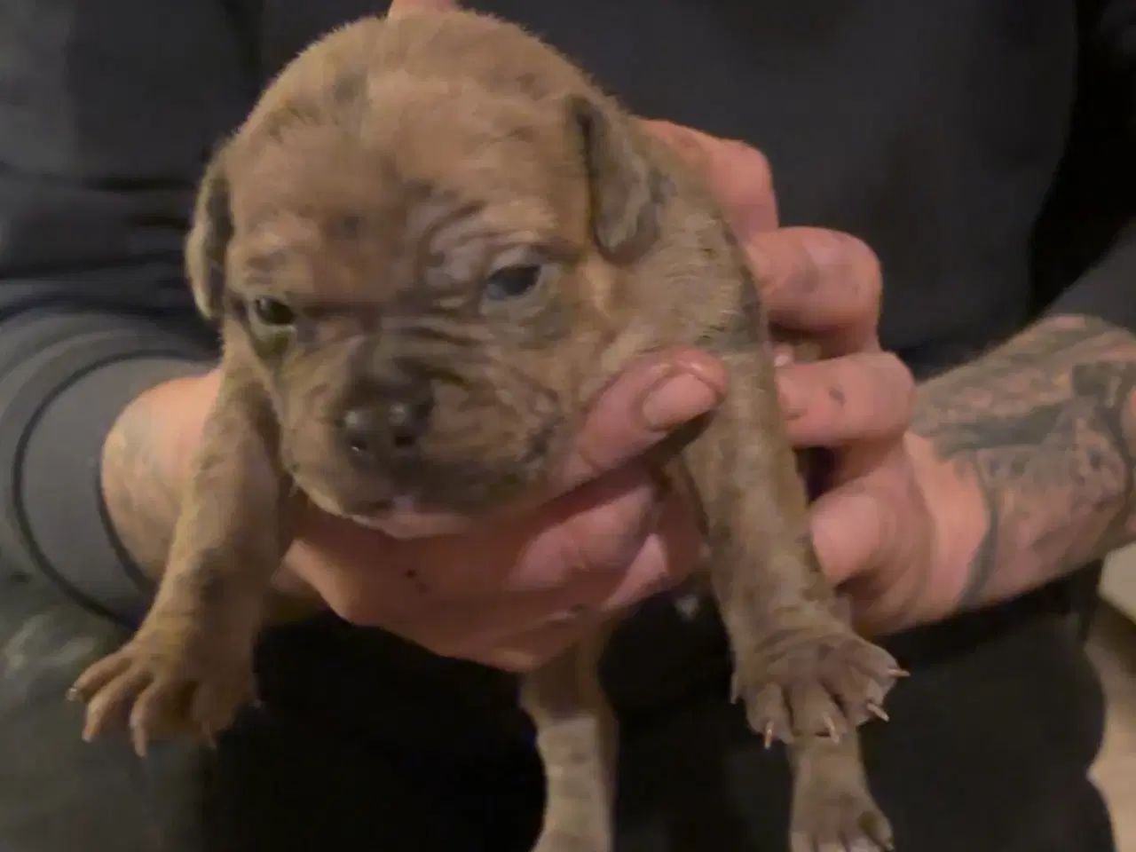 Billede 4 - Hundehvalpe staff og fransk