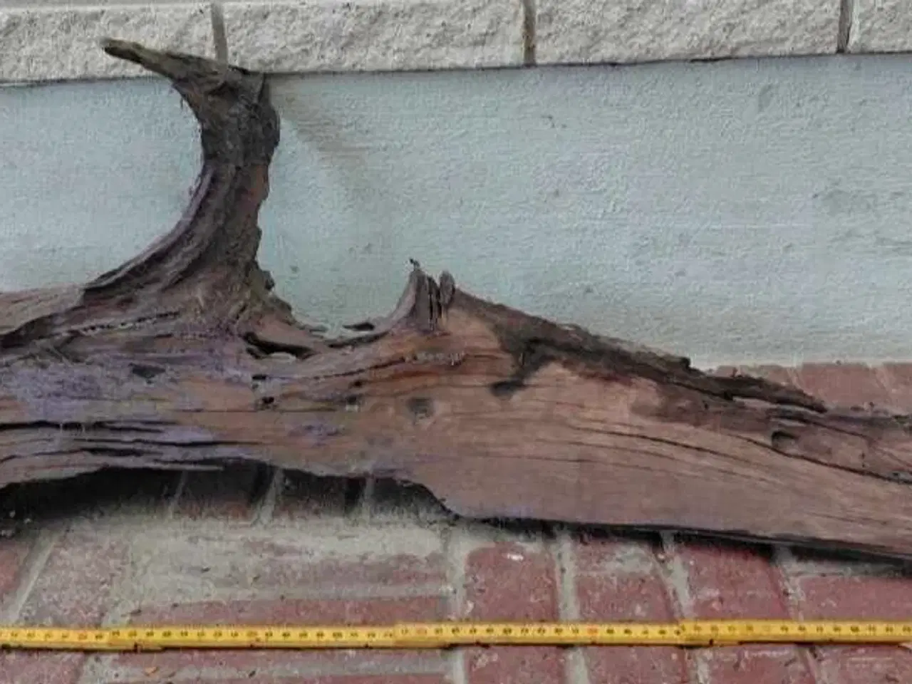 Billede 2 - Trærødder 