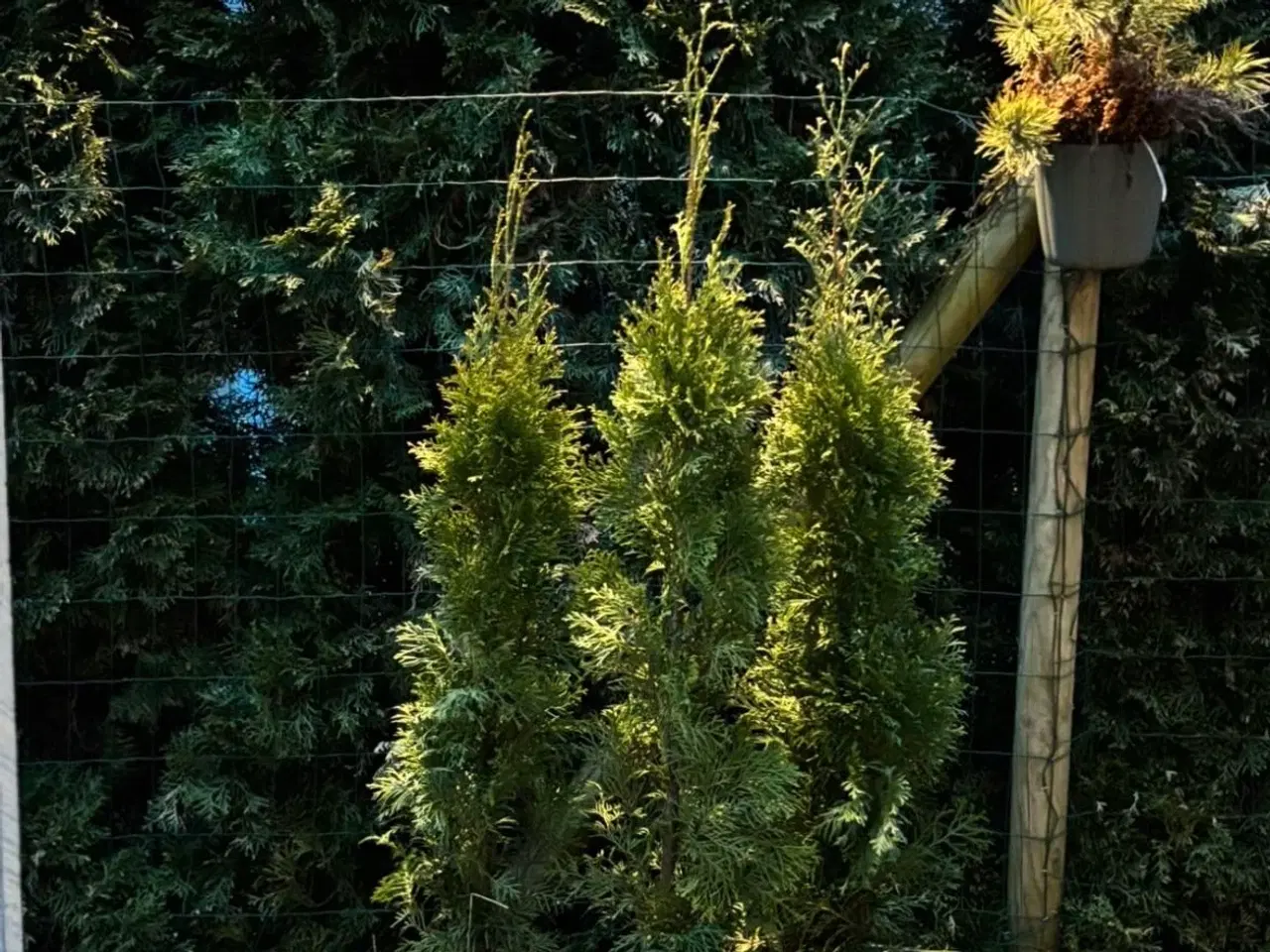 Billede 1 - thuja plante hæk (Smaragd)