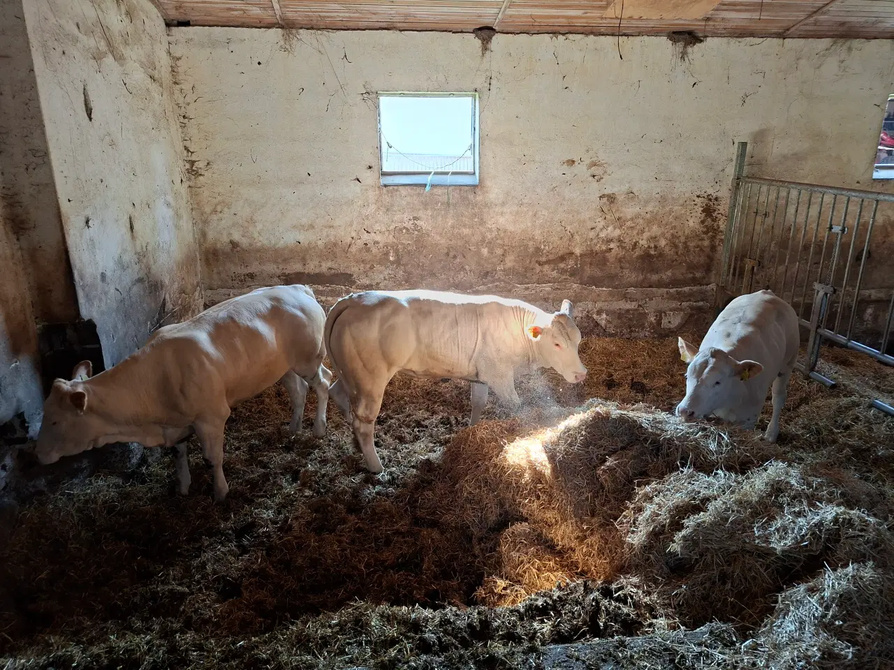 Billede 7 - 3 stk. flotte pollede blonde kvier