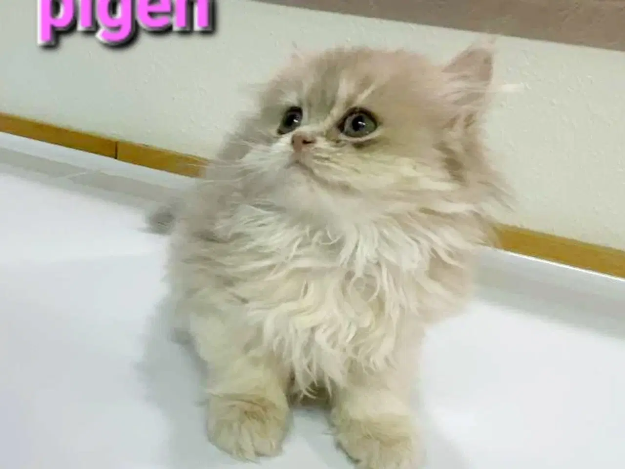 Billede 3 - British Shorthair og longhair med stamtavle 