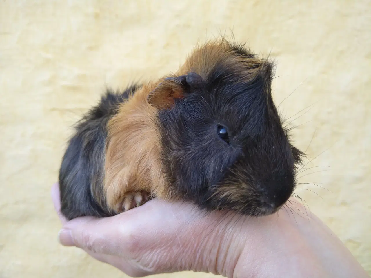 Billede 4 - 2 unger, halvbrødre 