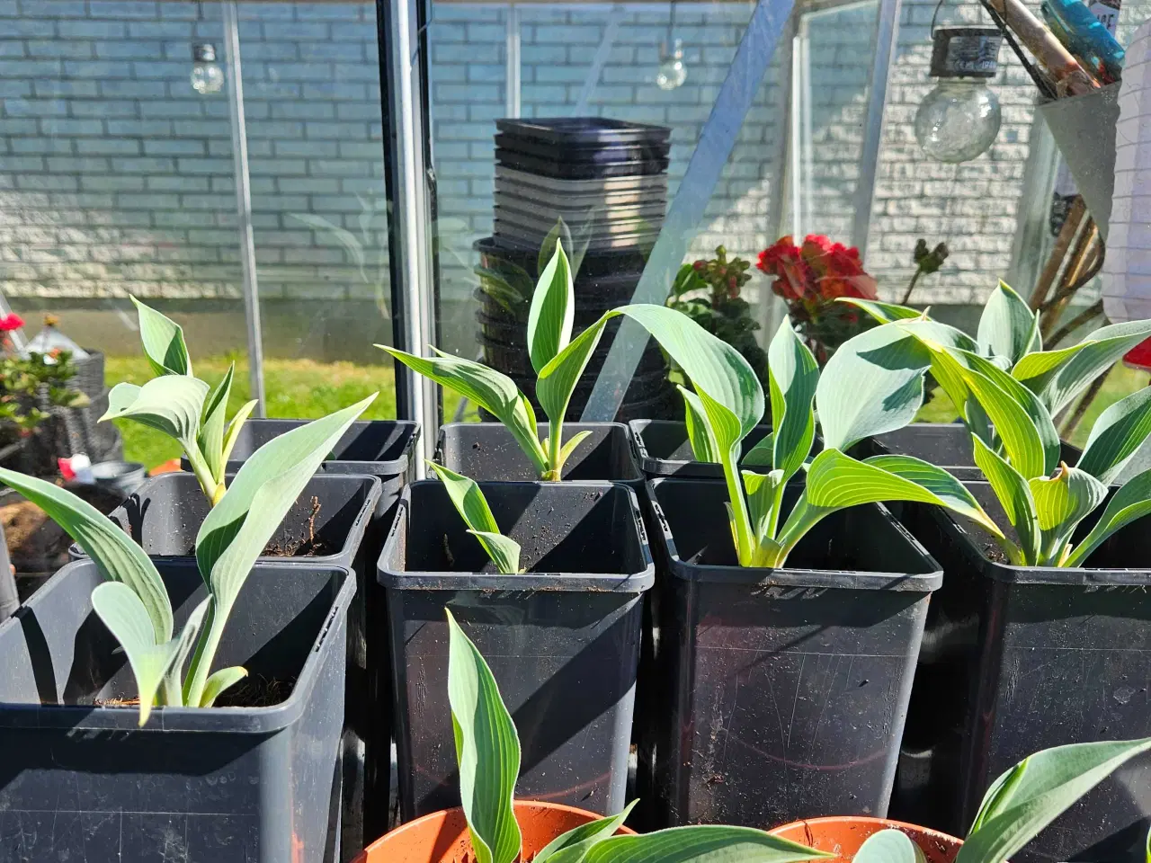 Billede 1 - Hosta planter til haven