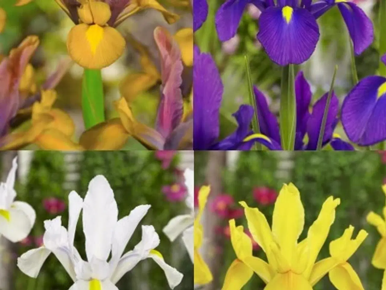 Billede 1 - UDSALG “Iris i 4 smukke farver” 100 stk / 100 kr