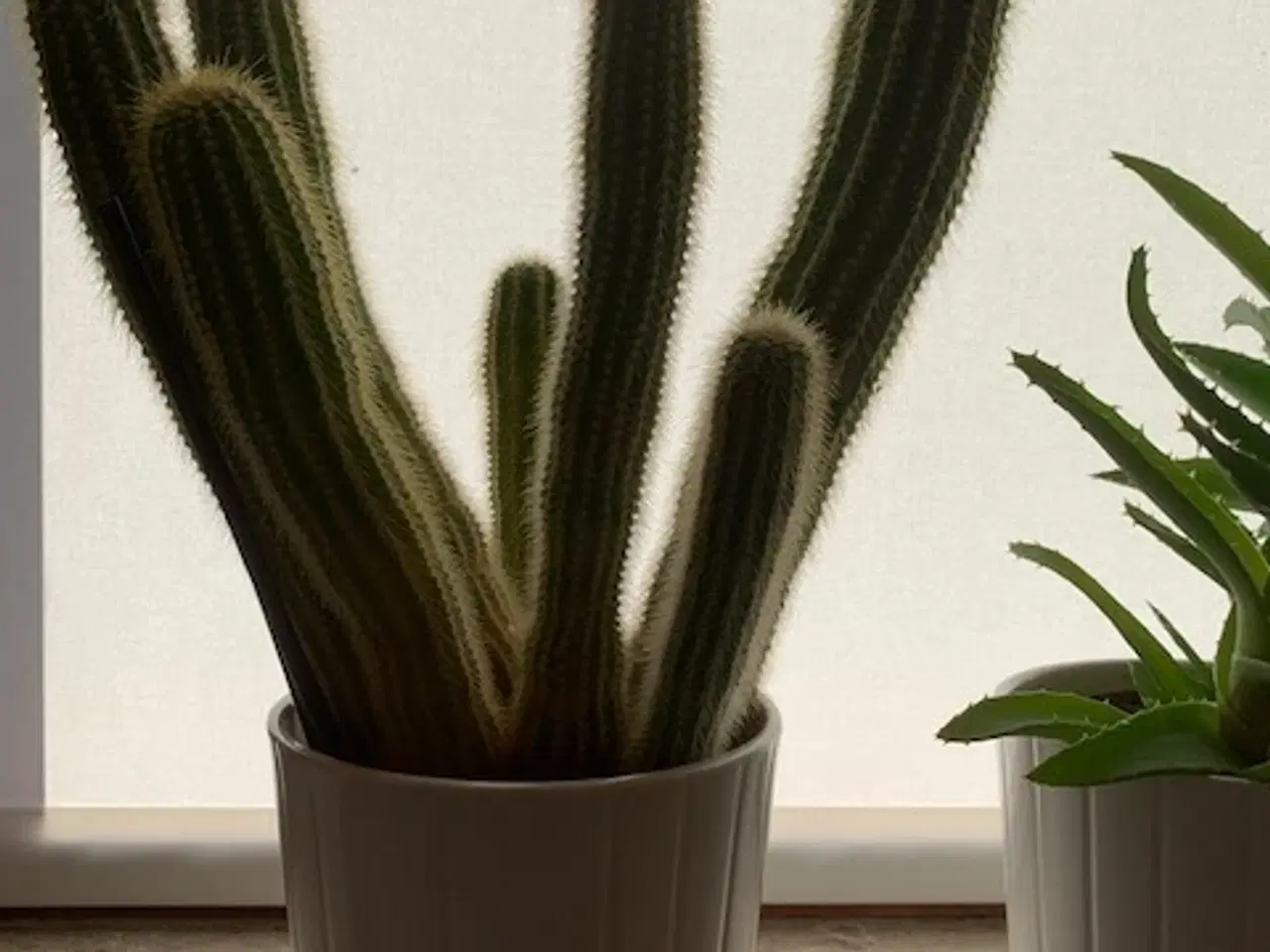 Billede 7 - 3 stk høje kaktusser inkl. hvide urtepotteskjulere