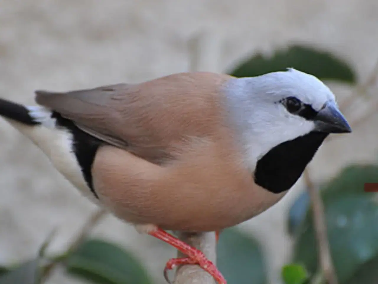 Billede 1 - Korthalet bæltefinke