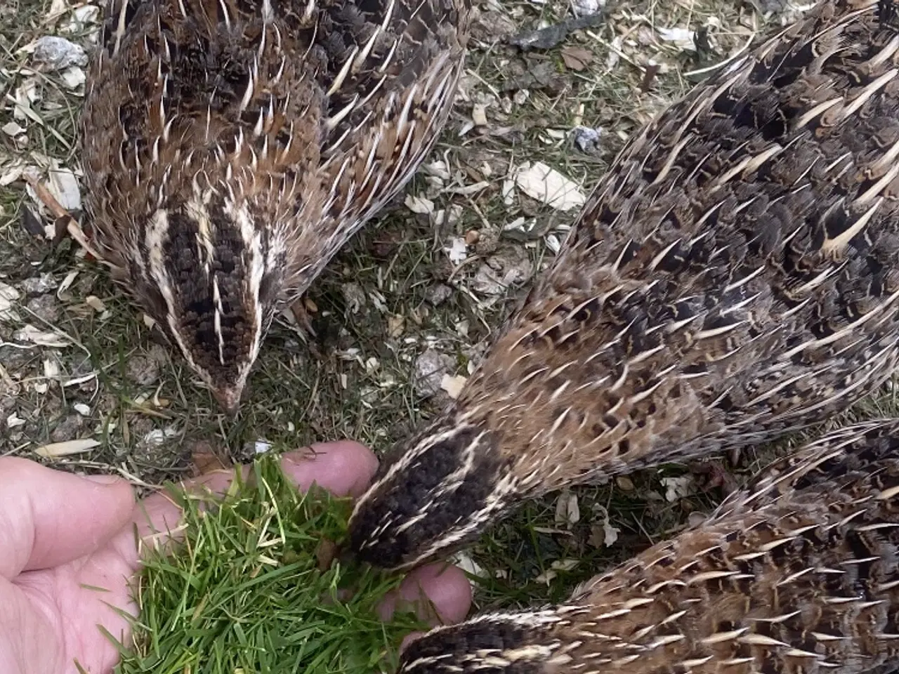 Billede 1 - Varmefri vagtler fra KUN 25kr