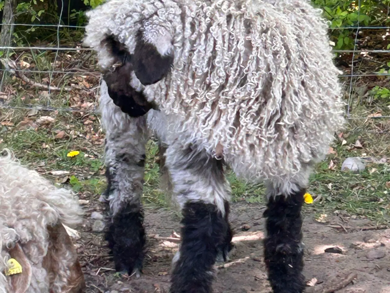 Billede 3 - 2 Vallais Blacknose Væddere