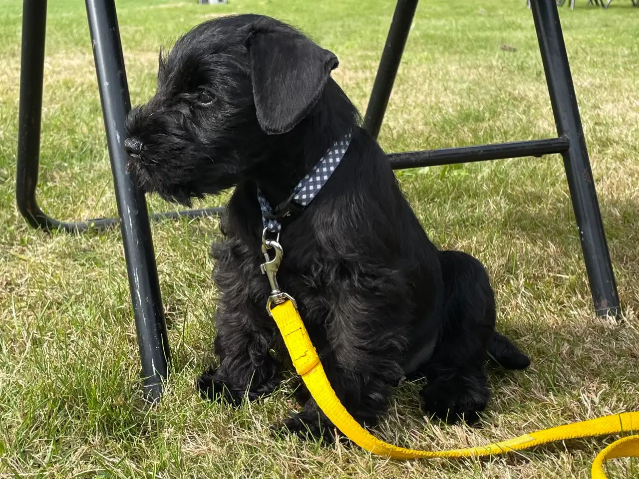 Billede 2 - Dværgschnauzer sort DKK