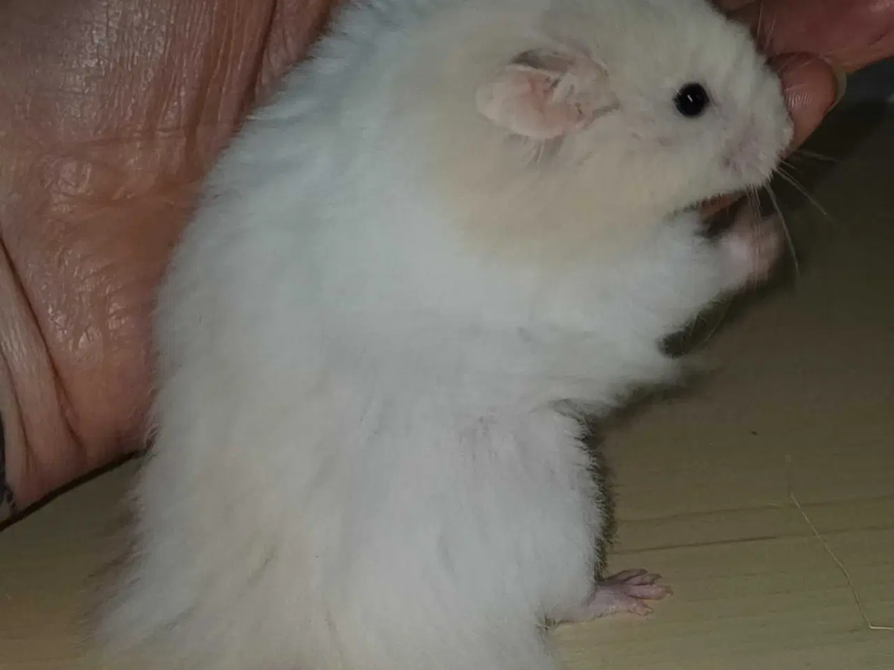 Billede 2 - Guldhamster unger