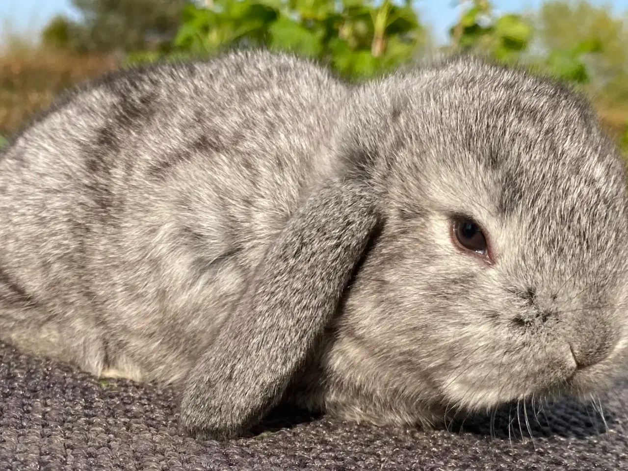 Billede 1 - FraNSK VÆDDER HAN CHINCHILLA
