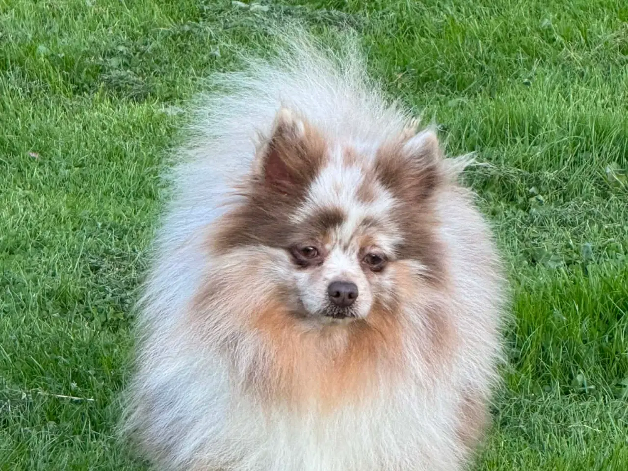 Billede 5 - 🌟 Smuk brun Merle Pomerania han 