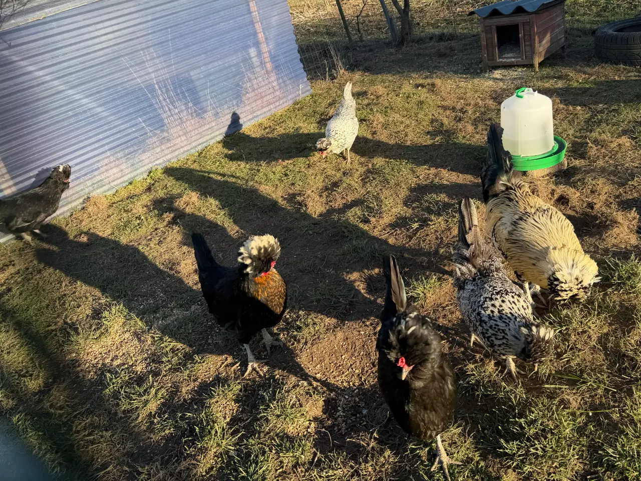 Billede 3 - Stor race Paduaner 