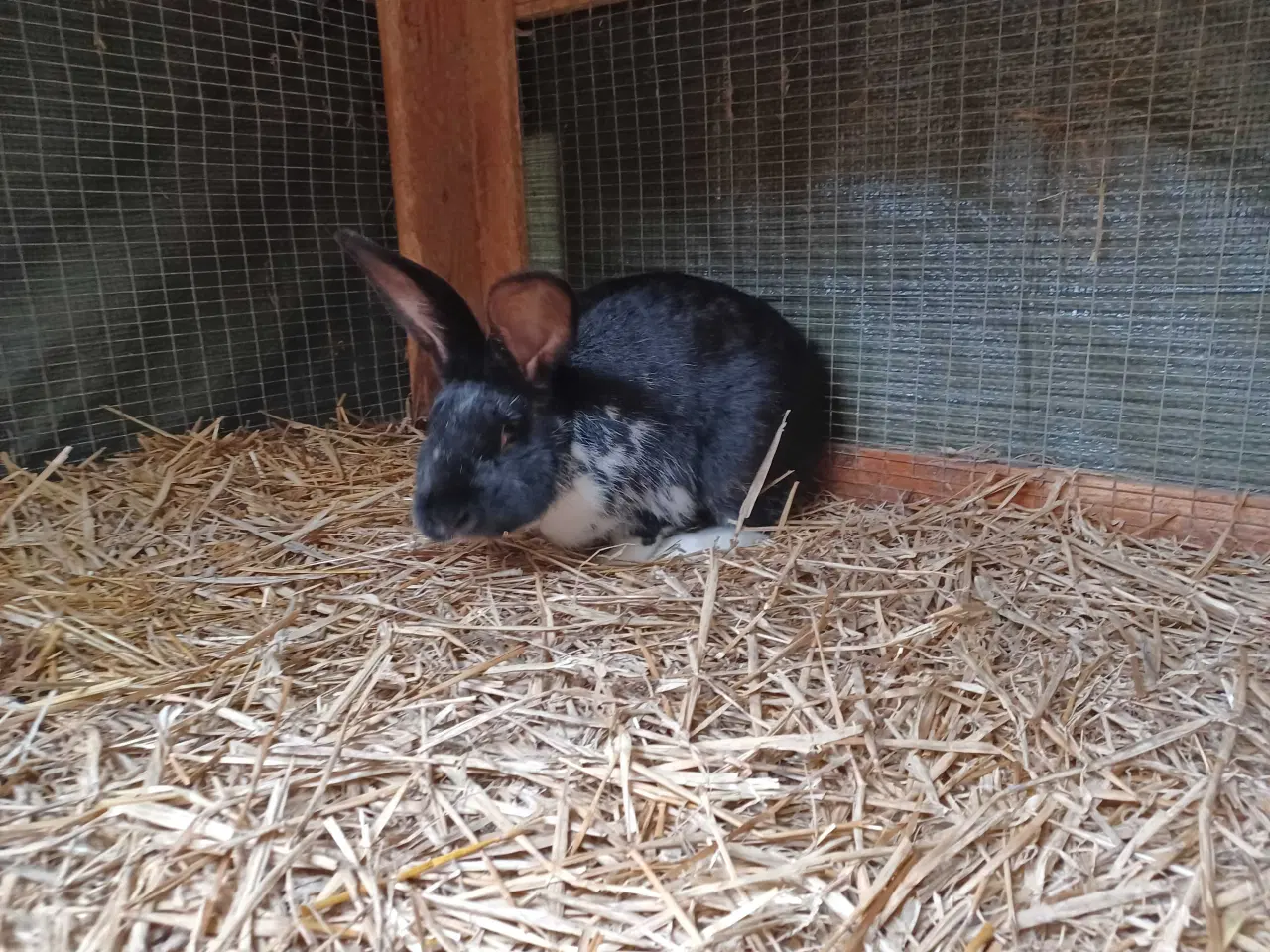 Billede 2 - New Zealand Red blandings han