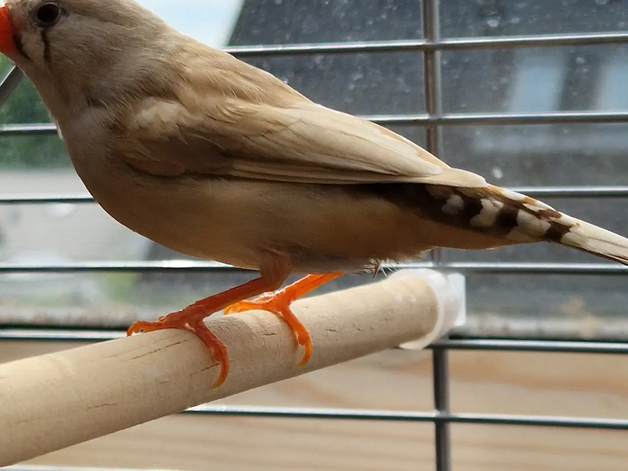 Billede 4 - Zebrafinke par