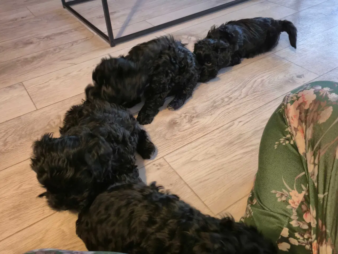 Billede 1 - Havapoo  F1-hvalpe