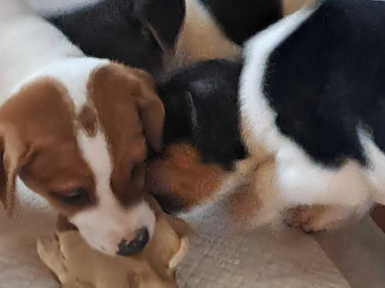 Billede 2 - Dansk svensk gårdhund hvalpe